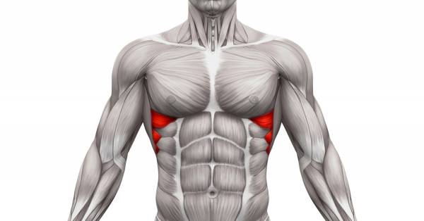 Serratus Anterior, hvorfor trene push-ups